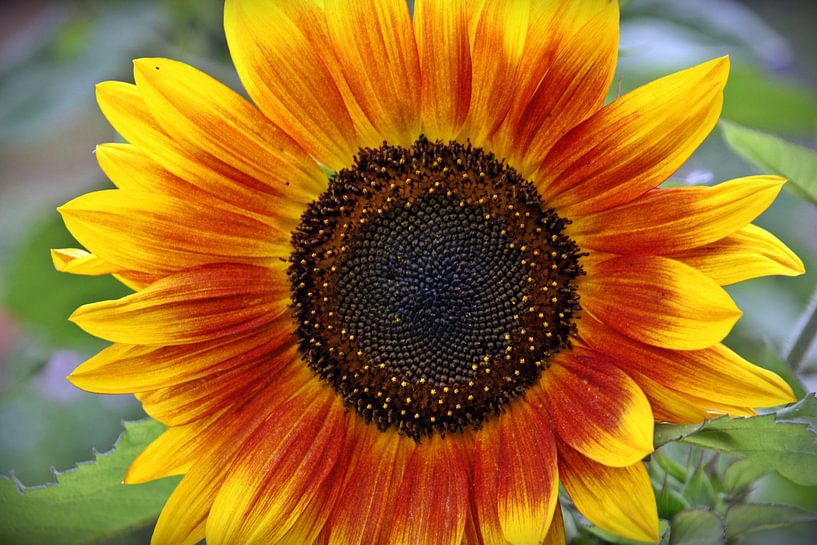 Sonnenblume von Kirsten L.