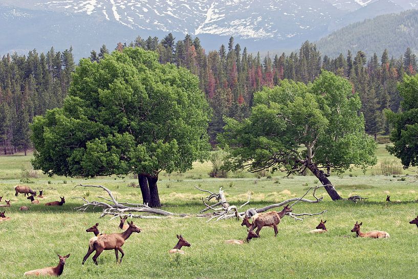 Le parc d'Estes par gea strucks
