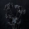 Zwarte tulpen van StudioMaria.nl