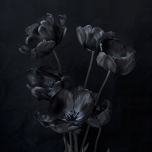 Tulipes noires