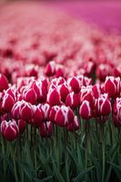 Tulpen in de avondzon