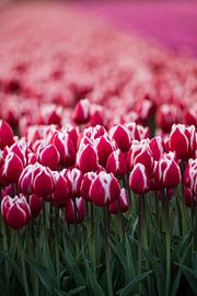 Tulpen in de avondzon by Van Renselaar Fotografie