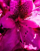 Rhododendron Marcel Menard