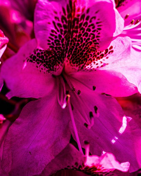 Rhododendron Marcel Menard by desmyrka