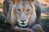 Portrait of a male lion, Lion by Jürgen Ritterbach thumbnail