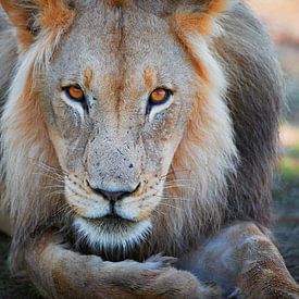 Portrait of a male lion, Lion by Jürgen Ritterbach