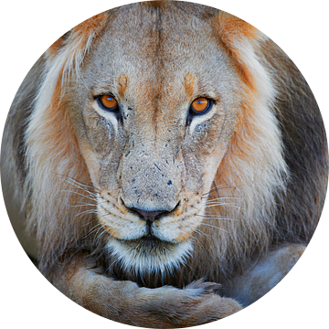 Portret van een mannelijke leeuw, Leeuw van Jürgen Ritterbach