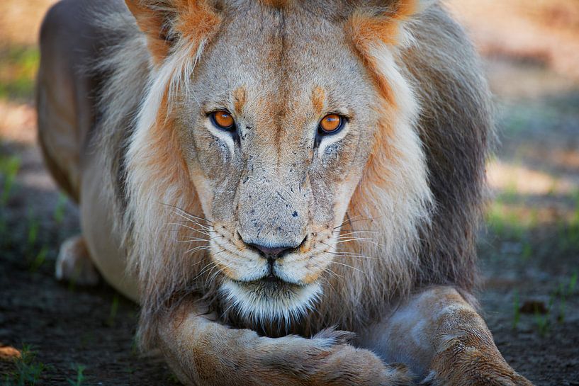 Portrait of a male lion, Lion by Jürgen Ritterbach