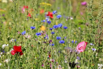 Kleurrijke zomerbloemen in een bloemenweide, Duitsland, Europa