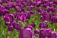 Violettes Tulpenmeer von Martin Steiner Miniaturansicht