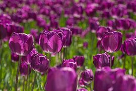 Sea of purple tulips by Martin Steiner