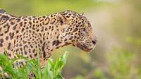 Portrait of a Jaguar by Hillebrand Breuker thumbnail