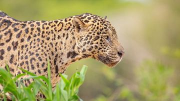 Portret van een Jaguar van Hillebrand Breuker