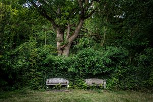 Benches in the park
