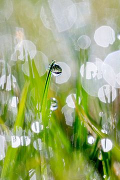 Gras bij ochtendlicht von Marco Schep