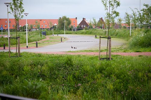 Enten überqueren die Straße