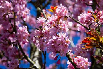 Rose lente bloesem bij een boom in bloei gedurende de lente van Marco Leeggangers