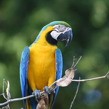 Blauw-gele ara (Ara ararauna) in close-up van Rini Kools