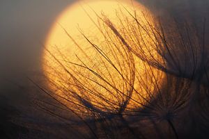 Zonsopkomst achter paardenbloem.