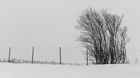 Boompjes in de sneeuw