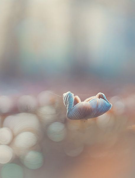 Quintelooijen Teil 40 von Tania Perneel