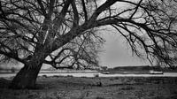 Tree branching