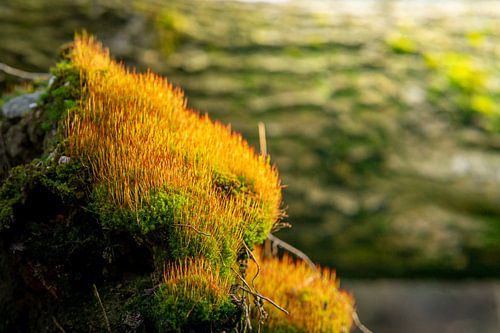 Ongeacht wat, het Mos en de schimmels vinden hun thuis wel.