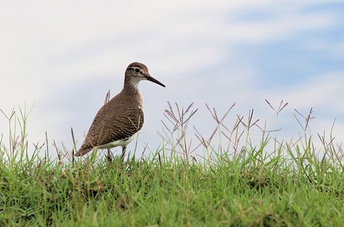 Flußuferläufer an der Ufergegend