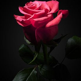 Red rose by Ramon van Bedaf