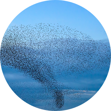 Spreeuwenwolk in de lucht tijdens zonsondergang