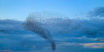 Die Schwarmbildung von Staren am Himmel