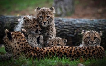 Geparden: Jungtiere hinter Mama