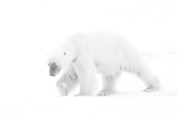 KING OF THE ARCTIC 2