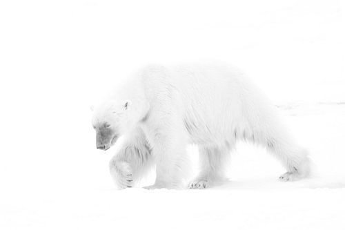 KING OF THE ARCTIC 2