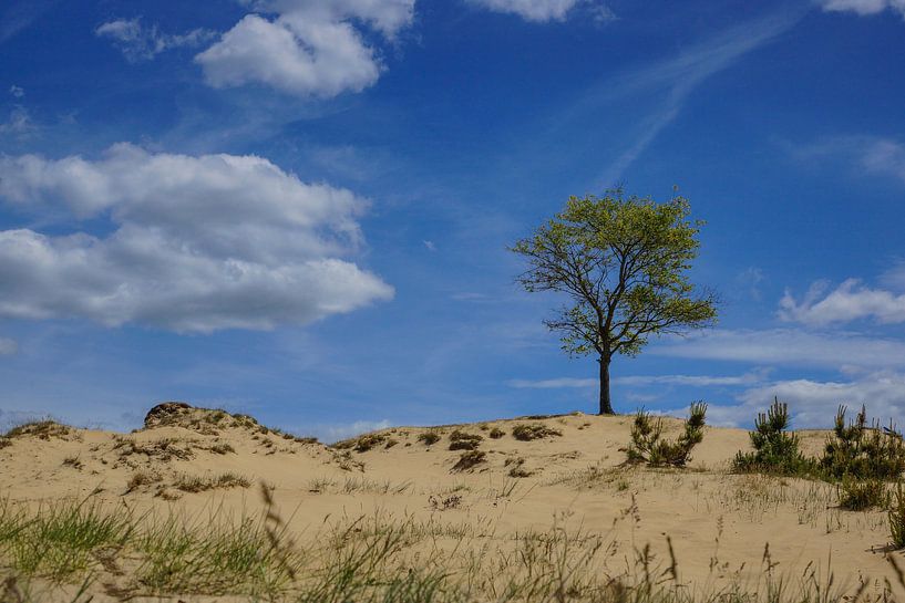 Aekinger sand Appelscha by Wolbert Erich