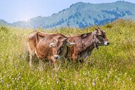 Kühe auf der Weide von Thomas Heitz Miniaturansicht