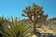 Joshua Tree NP van Paul van Baardwijk thumbnail