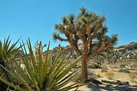 Joshua Tree NP