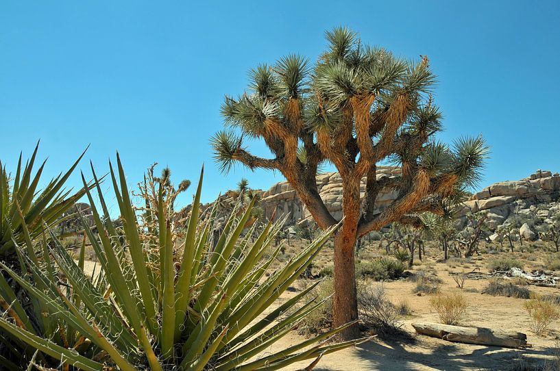 Joshua Tree NP van Paul van Baardwijk