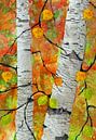 Birken im Herbst von Marion Tenbergen Miniaturansicht