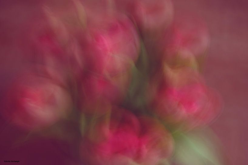 tulipes créatives par Anita Verhaegh