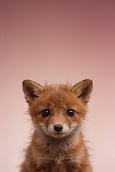 Portrait of a young fox cub in autumnal colours