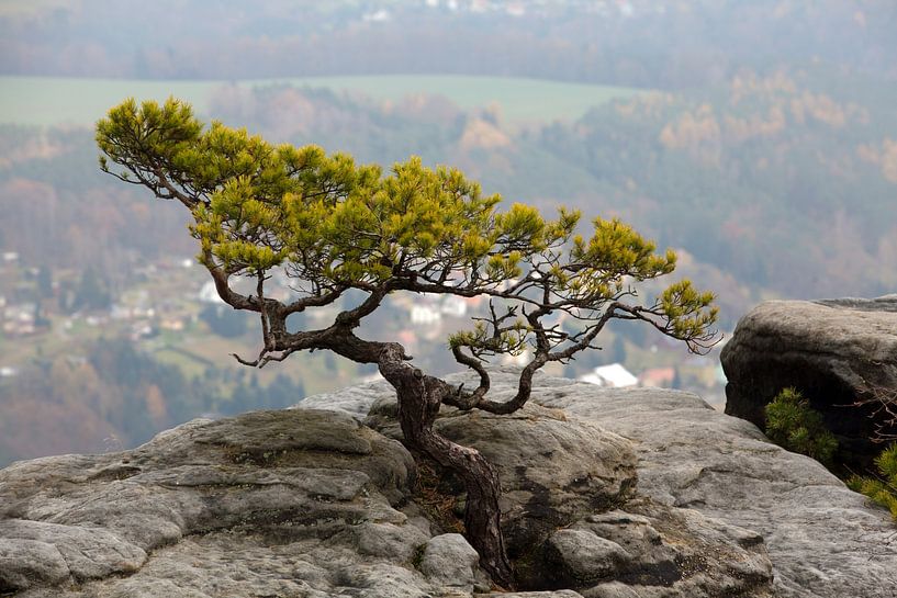 Kiefer auf dem Lilienstein - Sächsische Schweiz / Elbsandsteingebirge von t.ART