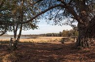 Leersumse plassen by Bart Hardorff thumbnail