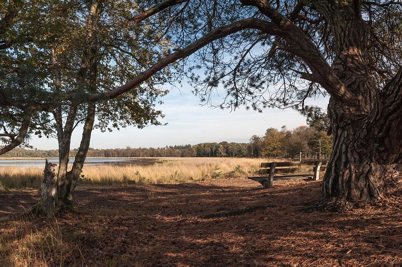 Leersumse plassen by Bart Hardorff