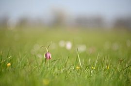 Kievitsbloem in het veld
