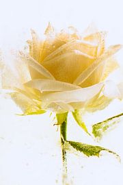 White rose in ice 3 by Marc Heiligenstein