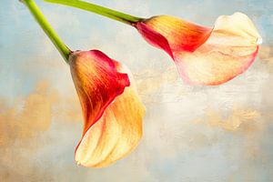 Aronstab auf pastellfarbenem Hintergrund
