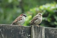 Twee musjes zitten samen op de schutting