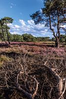 Strijbeekse Heide in bloei